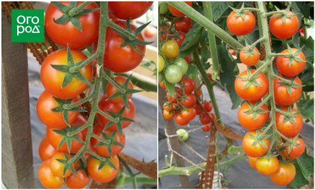 Сорта помидоров с высокой урожайностью