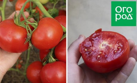 Штамбовые томаты для открытого грунта: 20 проверенных сортов