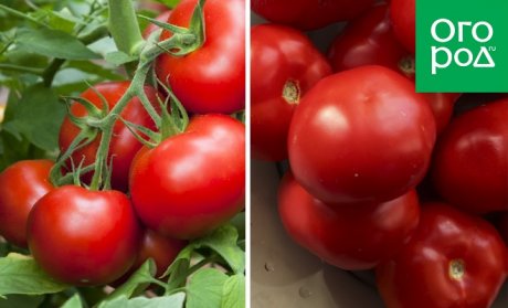Штамбовые томаты для открытого грунта: 20 проверенных сортов