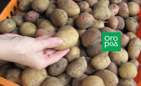Преимущества поздней посадки картофеля