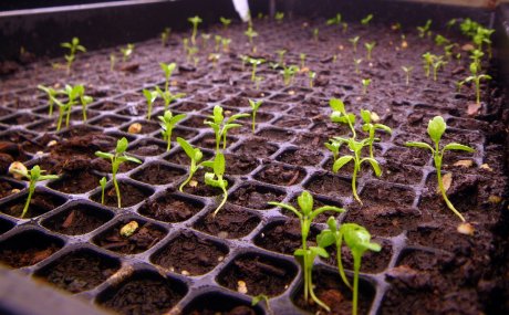 Выращивание корневого сельдерея: все от посева семян на рассаду до ухода в открытомгрунте