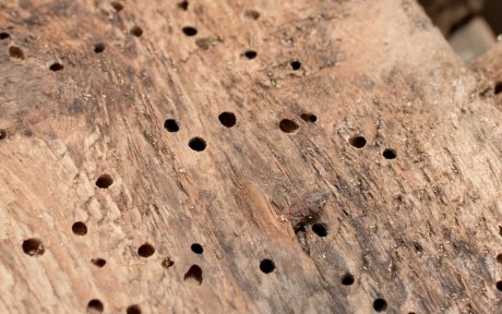 Короеды в деревянном доме — чем они опасны и можно ли избавиться от них навсегда?