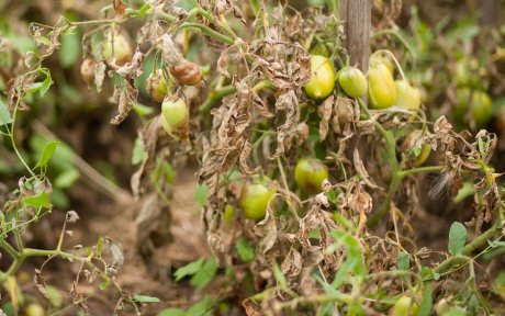 Как бороться с фитофторой на помидорах в теплице – чем и как обработатькусты