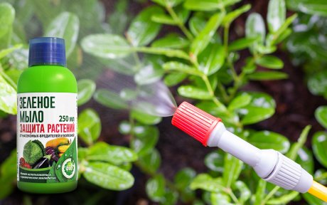Состав зеленого мыла и его применение против вредителей растений