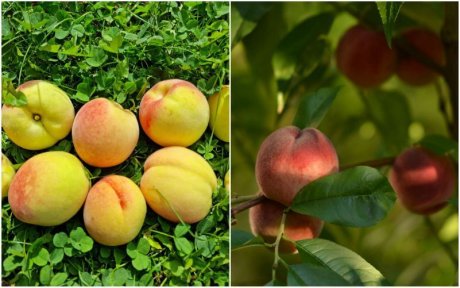 Как получить урожай персиков в условиях Московской и Ленинградской областей