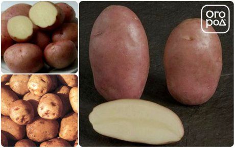 Картофель устойчивый к фитофторе. Устойчивые болезни сорта картофеля. Сорт картофеля устойчив к гниению. Устойчивые сорта картофеля к антракнозу. Сорта картофеля устойчивые к столбуру.