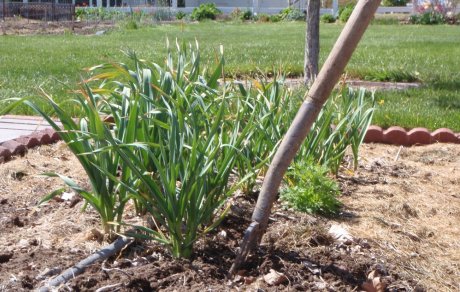 Сад огород своими руками подкормка чеснока весной и Когда, чем и чем подкормить чеснок в мае 2022 по лунному календарю