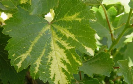 Методы лечения желтых листьев винограда