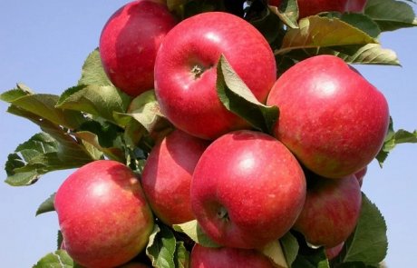 Лучшие сорта колонновидных яблонь – фото и описания