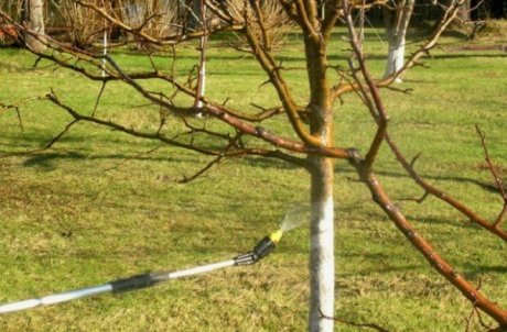 Яблоки гниют прямо на дереве – в чем причина и что нужно делать
