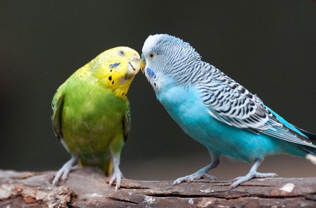 говорящие попугаи волнистые