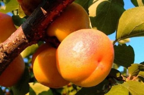 Лучшие сорта абрикосов для средней полосы (фото, описания, отзывысадоводов)