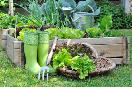 Как вырастить первую зелень: советы опытных садоводов [Рецепты]