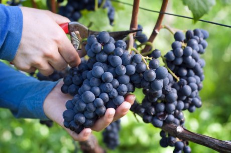 Чем и когда подкормить виноград, чтобы собрать хороший урожай