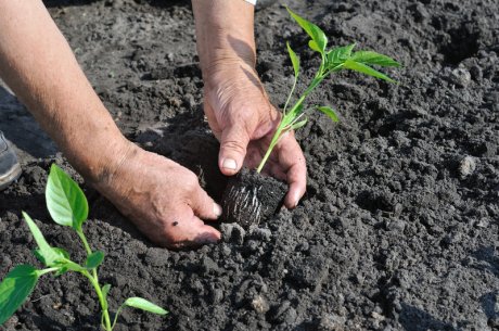 Подготовка почвы для высадки рассады перца в открытый грунт