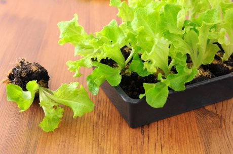 как вырастить салат на подоконнике