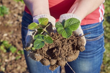 Ваш первый сад: как правильно посадить клубнику весной в открытый грунт