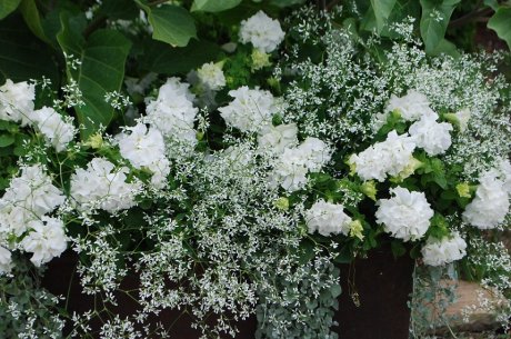 Лунный сад в белом цвете: создание и уход за растениями
