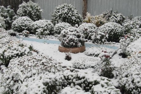 хризантемы под снегом