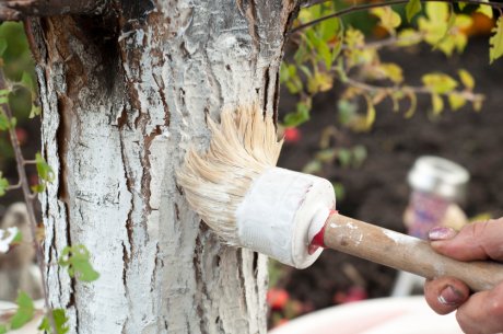 Как правильно побелить деревья известью?