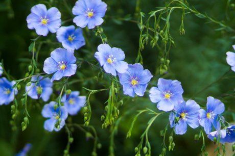 42 растения с синими цветками | Дизайн участка (Огород.ru)
