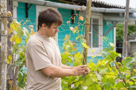 Виноград в первый год выращивания – советы по правильной посадке и уходу