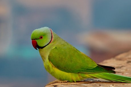 10 видов попугаев, которых легко научить говорить | Полезно (Огород.ru)