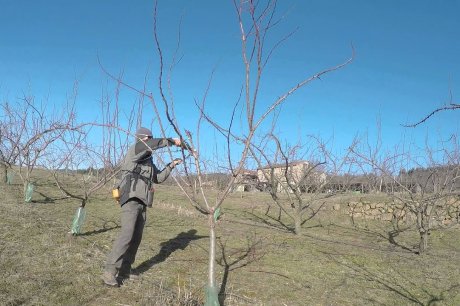 Выращивание абрикосов в средней полосе – секреты успешного садоводства