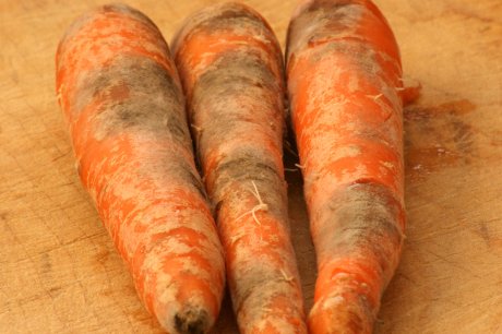 больная морковь