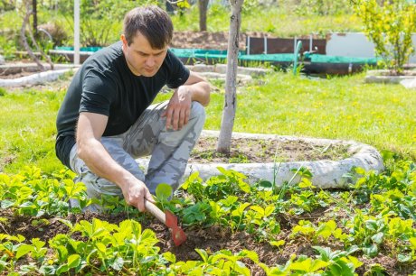 Как ухаживать за клубникой (земляникой садовой) весной — 5 простых шагов