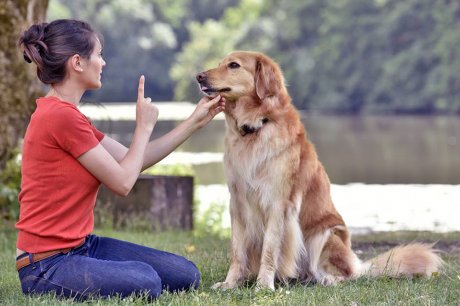как научить собаку трюкам