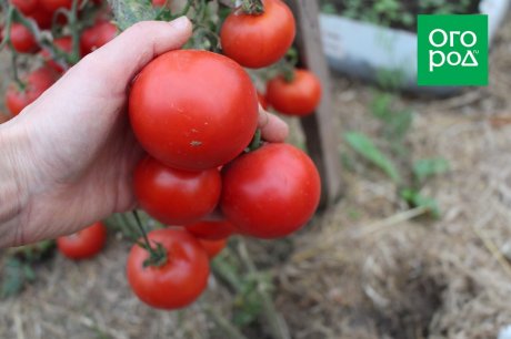 Самые неприхотливые сорта и гибриды томатов с фото и описанием