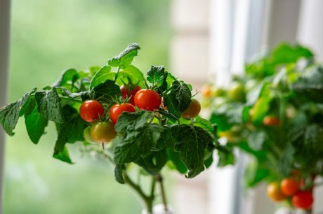 Горшечные томаты для балкона и подоконника – сорта, фото, описание