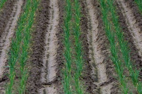Сроки посадки лука севка различаются в разных регионах. Весна может быть ранней или поздней, зима снежной или малоснежной, от этого зависит, как быстро просыхает и прогревается земля.