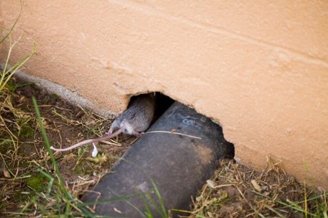 Как защитить дом и участок от мышей осенью: советы и рекомендации