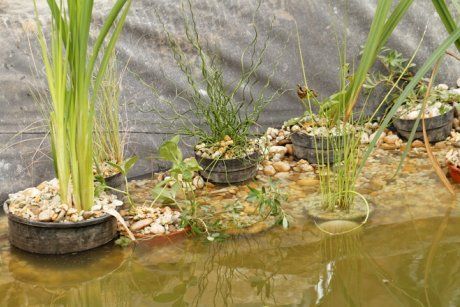 Особенности выращивания водных растений | В цветнике (Огород.ru)