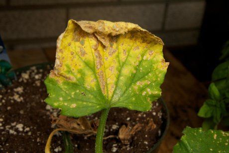 Почему желтеют и сохнут листья у огурцов в теплице: возможные причины и способы решения проблемы