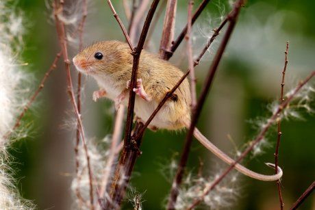 Мышь на дереве