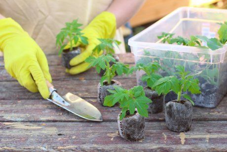 Видео как посадить семена в торфяные таблетки и как посадить рассаду огурцов в горшочки и торфяные таблетки? Достоинства и недостатки таких контейнеров, правила посадки и ухода за рассадой