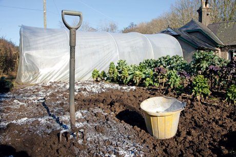 Применение апельсиновой цедры на огороде и апельсиновой корки – польза для сада и огорода, особенности использования на даче