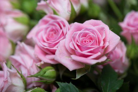 Розовые розы - 20 лучших сортов с описанием и фото: выбирайте идеальные цветы для сада