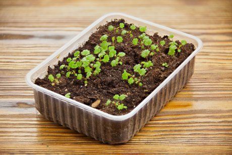 Как вырастить клубнику из семян: подробная инструкция