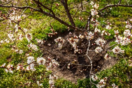 Young well-groomed and earthed up apricot tree in blossom.