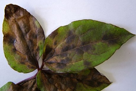 Из-за чего у клематисов сохнут листья – как предотвратить увядание