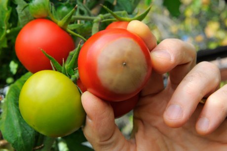 Почему гниют помидоры и как бороться?