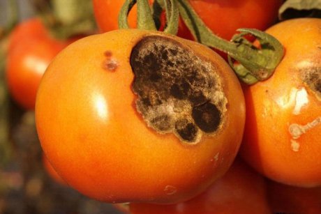 Почему низ плода помидора чернеет и как справиться с этой проблемой