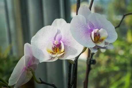 Фото Орхидеи Почему