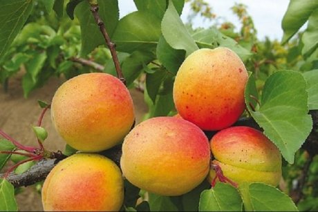 Лучшие сорта абрикосов для средней полосы (фото, описания, отзывысадоводов)