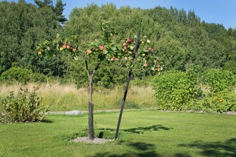 Как посадить сад из разных плодовых деревьев и кустарников схема и описание и фруктовый сад в ландшафтном дизайне идеальное решение для небольшого участка