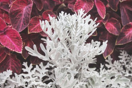 Растение С Белыми Листьями Фото
